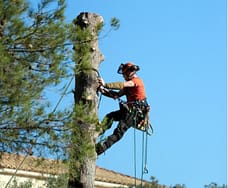 Tree Service