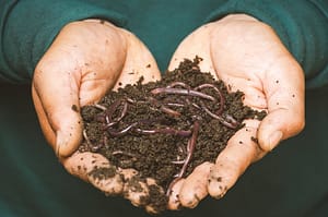 fertilized soil