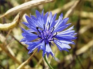 Bee-Friendly Flowers