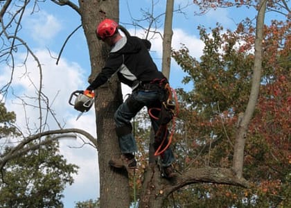 Tree Service