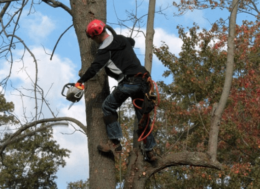 Major Advantages of Getting a Skilled Tree Removal Service