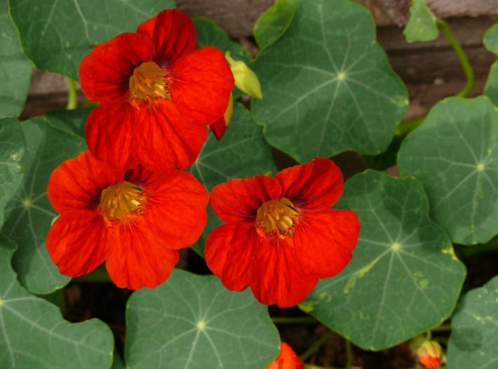 Bee-Friendly Flowers