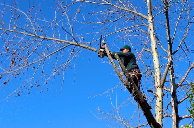 Tree Service